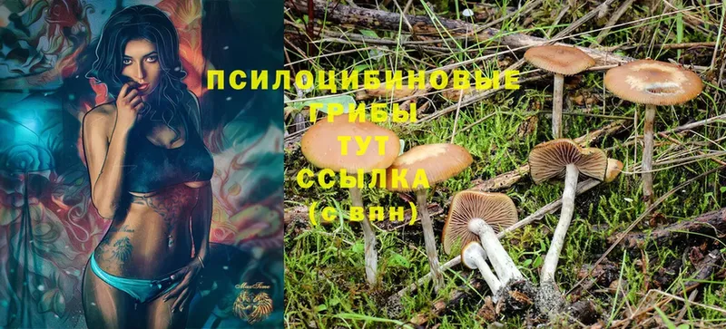 купить   Бабушкин  Галлюциногенные грибы MAGIC MUSHROOMS 